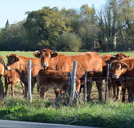 L‘agriculture en pays de la Loire